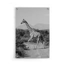 Giraffe poster