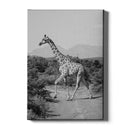 Giraffe poster
