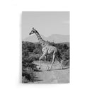 Giraffe poster