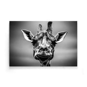 Dieren poster