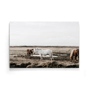 Paarden poster