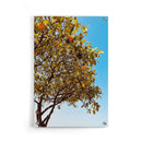 Grow Some Citrus - Walljar