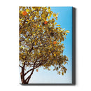 Grow Some Citrus - Walljar