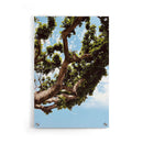 Growing Tree - Walljar