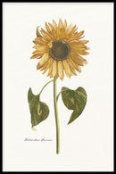 Zonnebloem poster