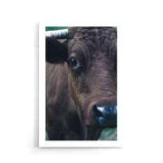 Koe poster