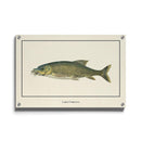 Afrikaanse schilderijen