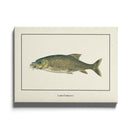 Afrikaanse schilderijen