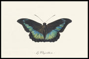 Dieren poster