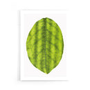 Leaf poster