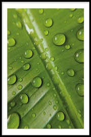 Planten poster