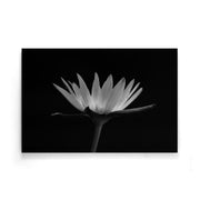 Bloemen poster