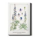 Maurice Verneuil - Aconite (monkshood) - Walljar