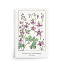 Maurice Verneuil - Ancolie (columbine) - Walljar