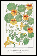 Maurice Verneuil - Capucine (nasturtium) - Walljar