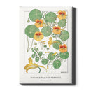 Maurice Verneuil - Capucine (nasturtium) - Walljar