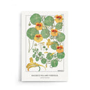 Maurice Verneuil - Capucine (nasturtium) - Walljar