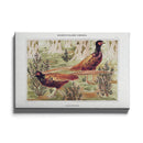 Maurice Verneuil - Faisans Ordinaires - Walljar