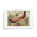 Maurice Verneuil - Faisans Ordinaires - Walljar