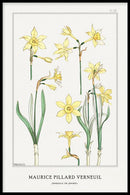 Maurice Verneuil - Jonquille or Jonquil - Walljar