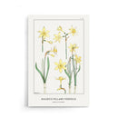 Maurice Verneuil - Jonquille or Jonquil - Walljar