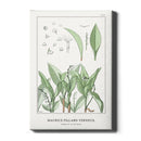 Maurice Verneuil - Muguet (lily of the valley) - Walljar