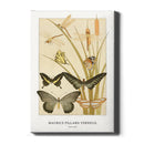 Maurice Verneuil - Papillions - Walljar