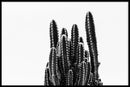 Cactus poster
