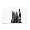 Cactus poster