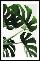 Planten poster