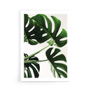 Monstera Leaves poster