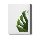Monstera canvas