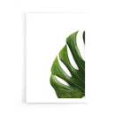 Monstera poster