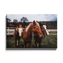 Paarden poster