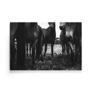 Paarden poster