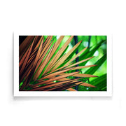 Palm poster