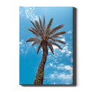 Palm Curves - Walljar