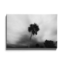 Palmbomen poster