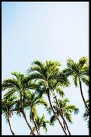 Palmbomen poster