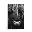 Close up Ox II - Walljar