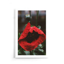 Bloemen poster