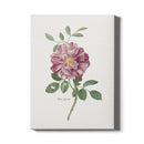 Canvas Rosa Lucida