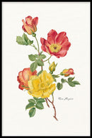 Bloemen poster