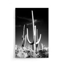 Cactus poster