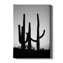 Cactus poster