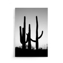 Cactus poster