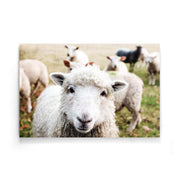 Schaap schilderij