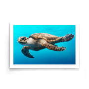 Dieren poster