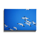 Sneeuwganzen poster - Walljar