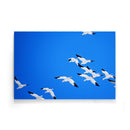 Sneeuwganzen poster - Walljar